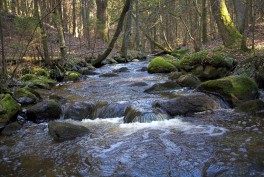 Anykščių regioninio parko botaninis "Variaus" draustinis